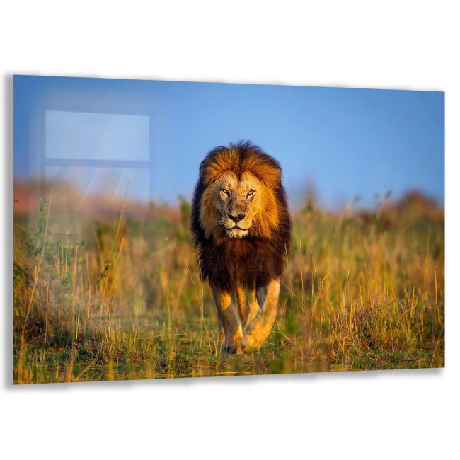 Aslan Cam Tablo - Yatay Motif 01-004 