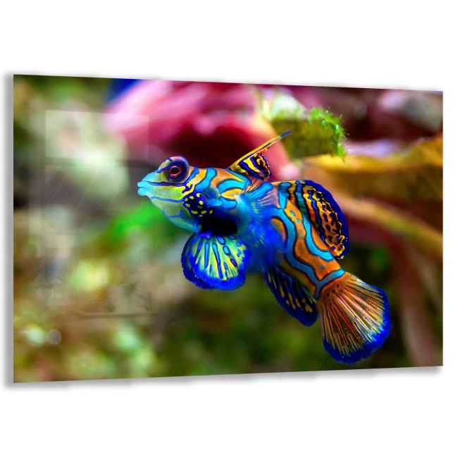 Balık Cam Tablo - Yatay Motif 01-004 