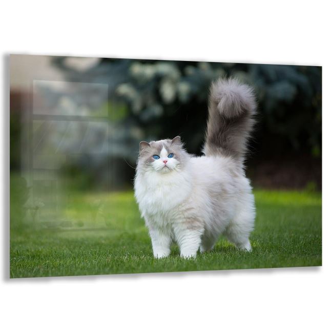 Kedi Cam Tablo - Yatay Motif 01-004 