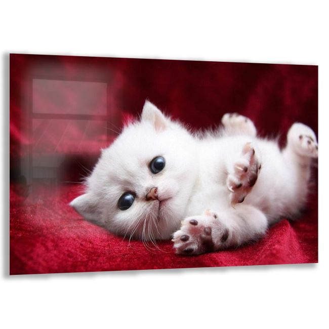 Kedi Cam Tablo - Yatay Motif 01-005 