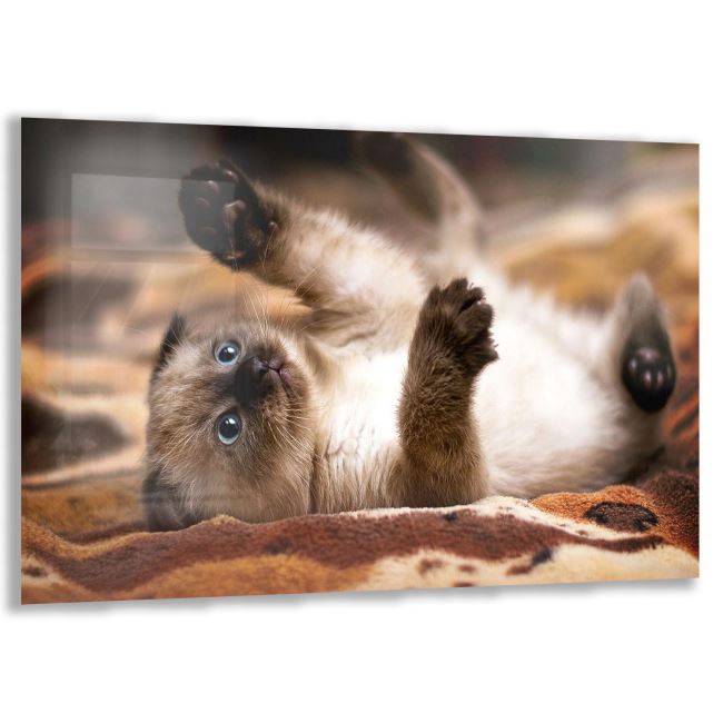 Kedi Cam Tablo - Yatay Motif 01-006 
