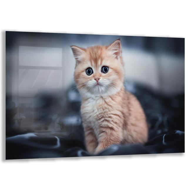 Kedi Cam Tablo - Yatay Motif 01-008 