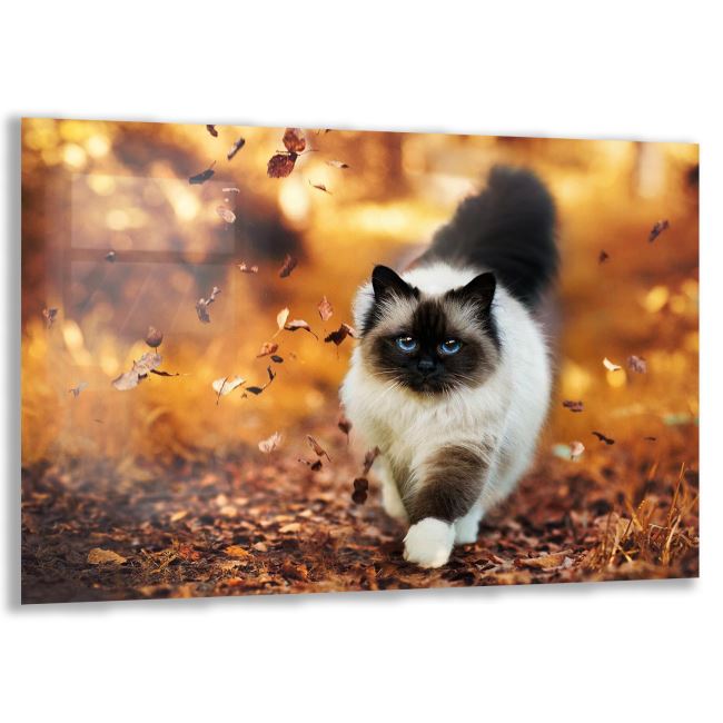 Kedi Cam Tablo - Yatay Motif 01-014 