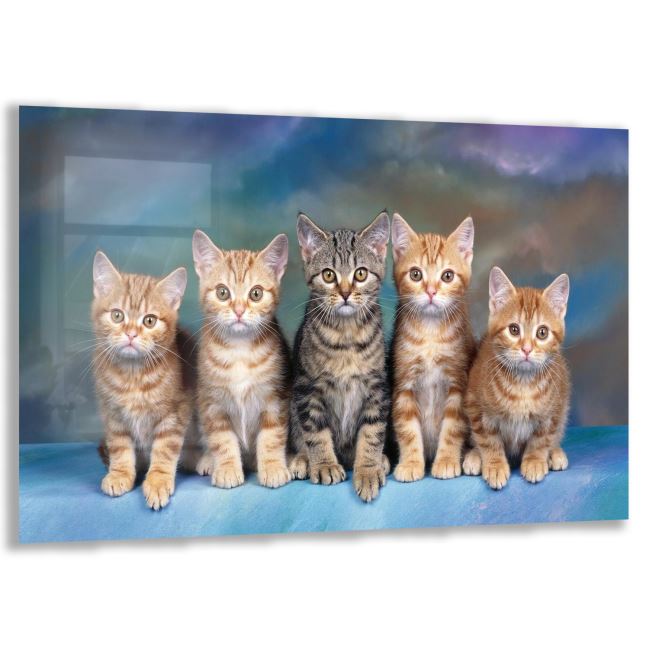 Kedi Cam Tablo - Yatay Motif 01-017 