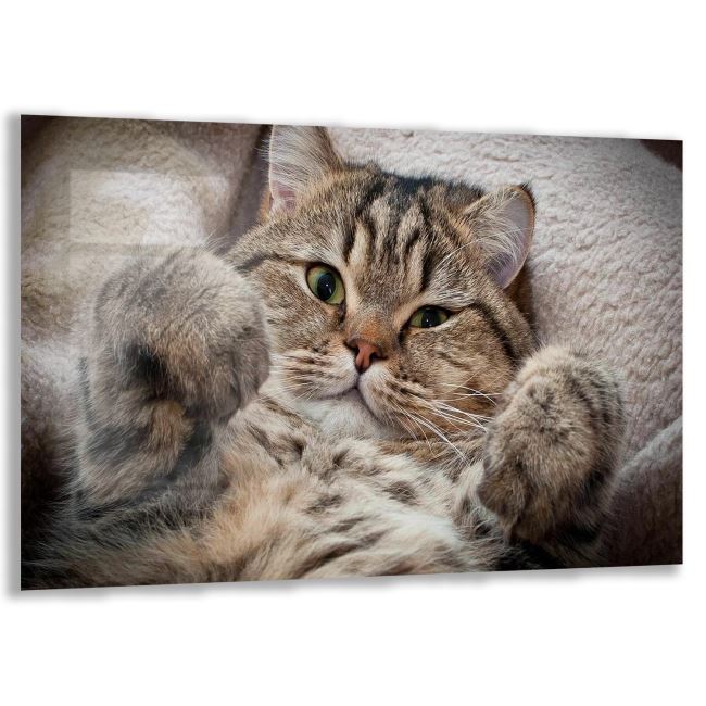 Kedi Cam Tablo - Yatay Motif 01-018 