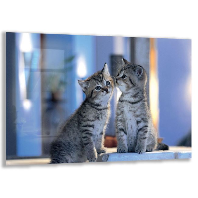 Kedi Cam Tablo - Yatay Motif 01-020 