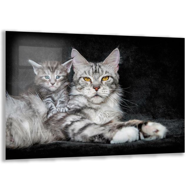 Kedi Cam Tablo - Yatay Motif 01-024 