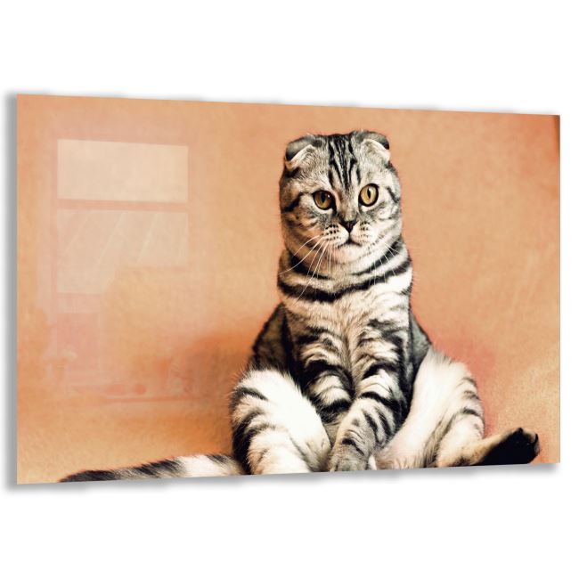 Kedi Cam Tablo - Yatay Motif 01-025 