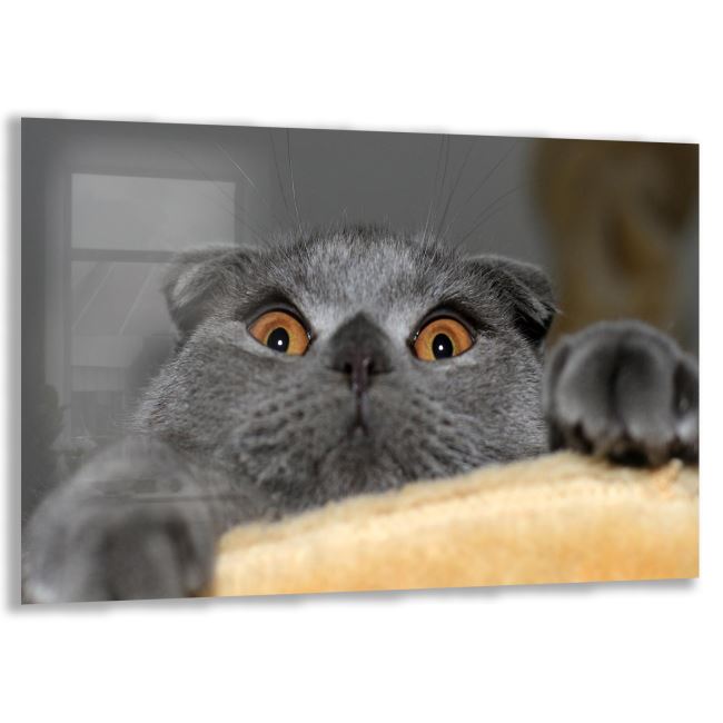 Kedi Cam Tablo - Yatay Motif 01-026 