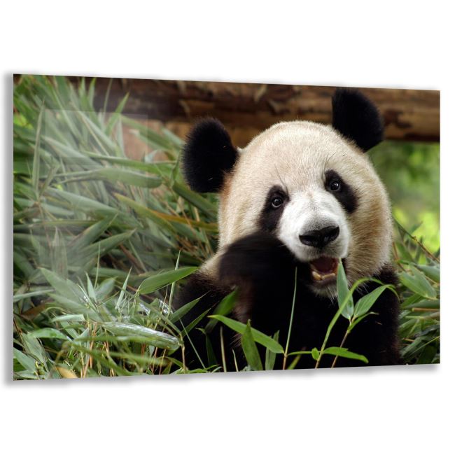 Panda Cam Tablo - Yatay Motif 01-007 