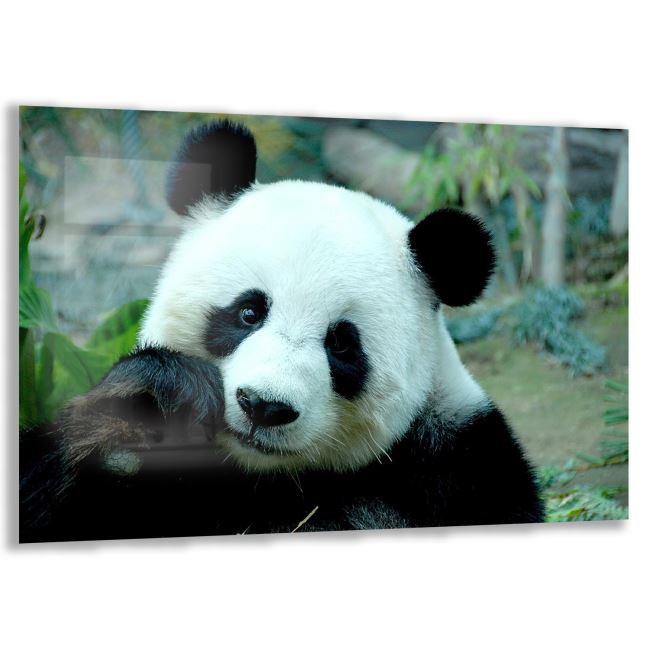 Panda Cam Tablo - Yatay Motif 01-011 