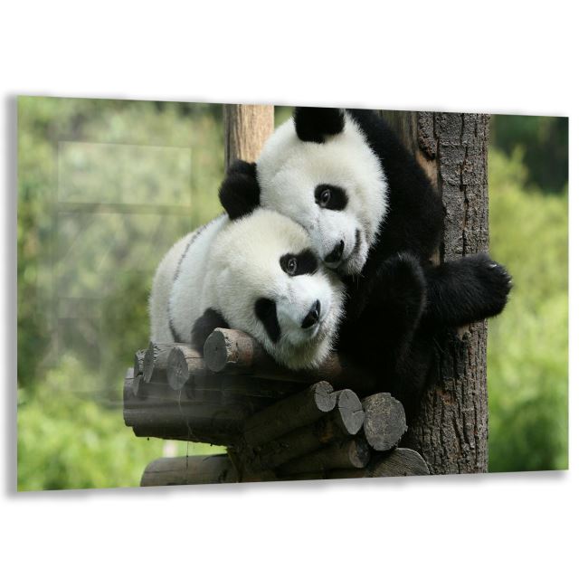Panda Cam Tablo - Yatay Motif 01-015 