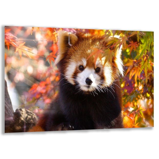 Panda Cam Tablo - Yatay Motif 01-019 