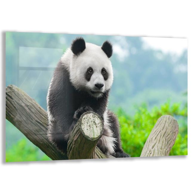 Panda Cam Tablo - Yatay Motif 01-023 