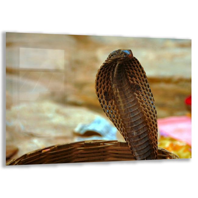 Yılan Cam Tablo - Yatay Motif 01-001 